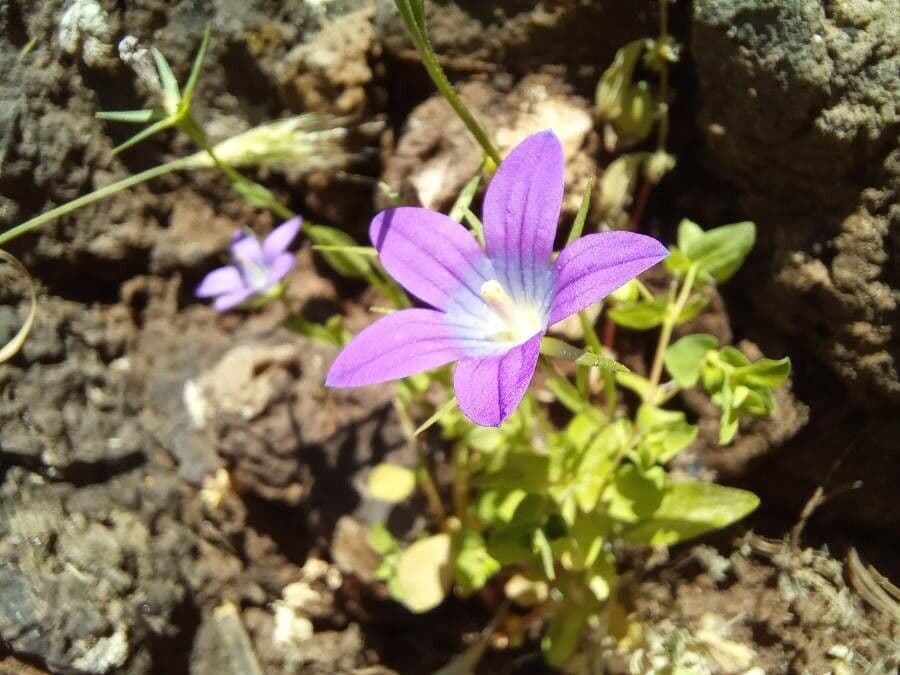 Campanula 4