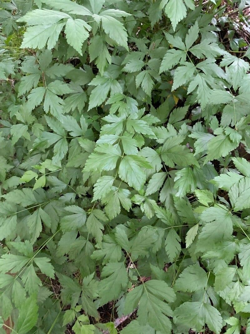 Xanthorhiza 12