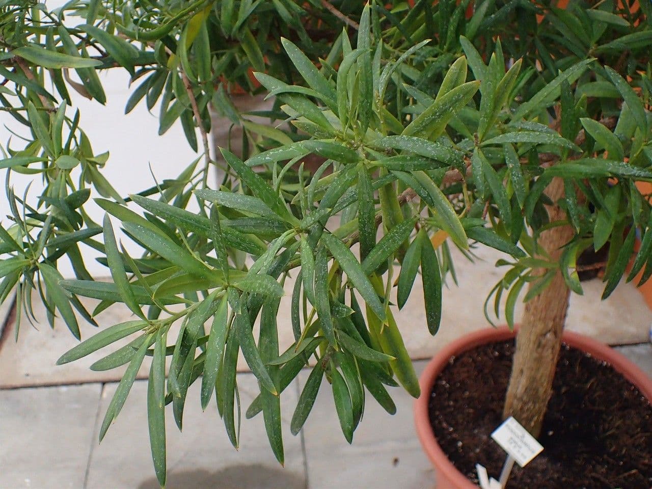 Hohe Podocarpus 7