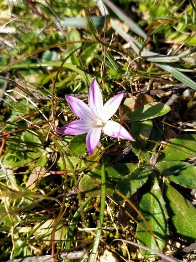 Romulea 5