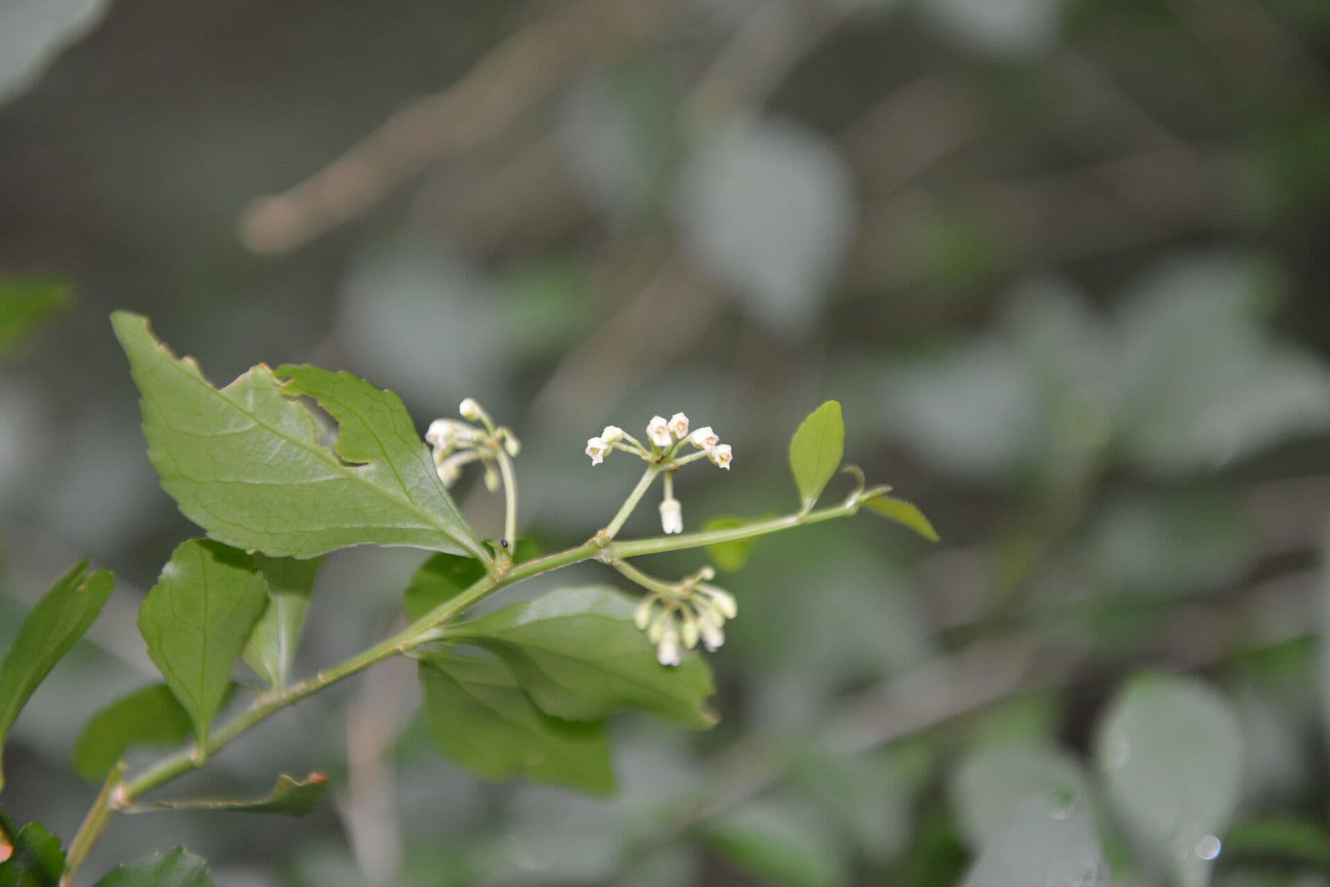 Hybanthus 3