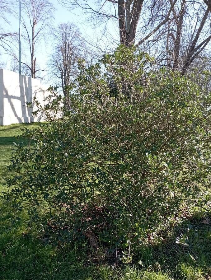 Pitosporum 13