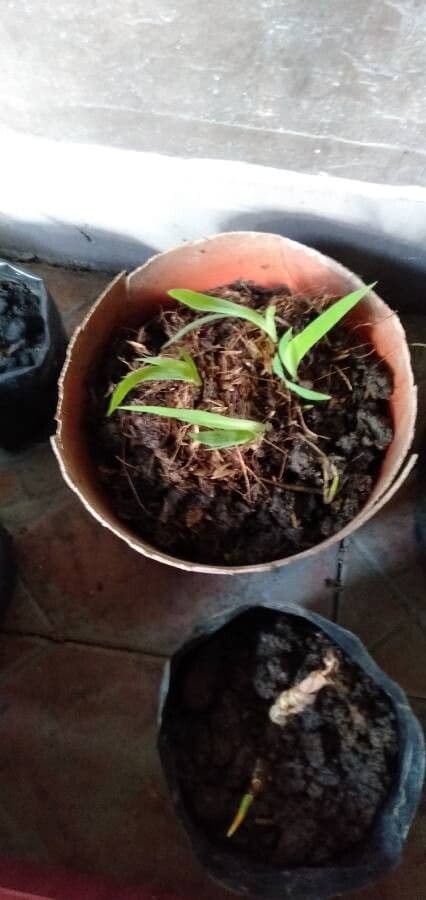 Hesperantha 17