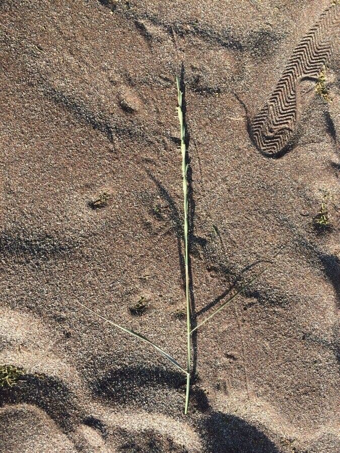 Festuca di Lachenal 15