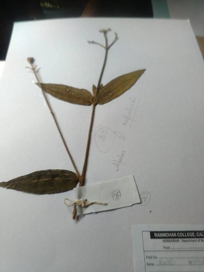 Osbeckia 2