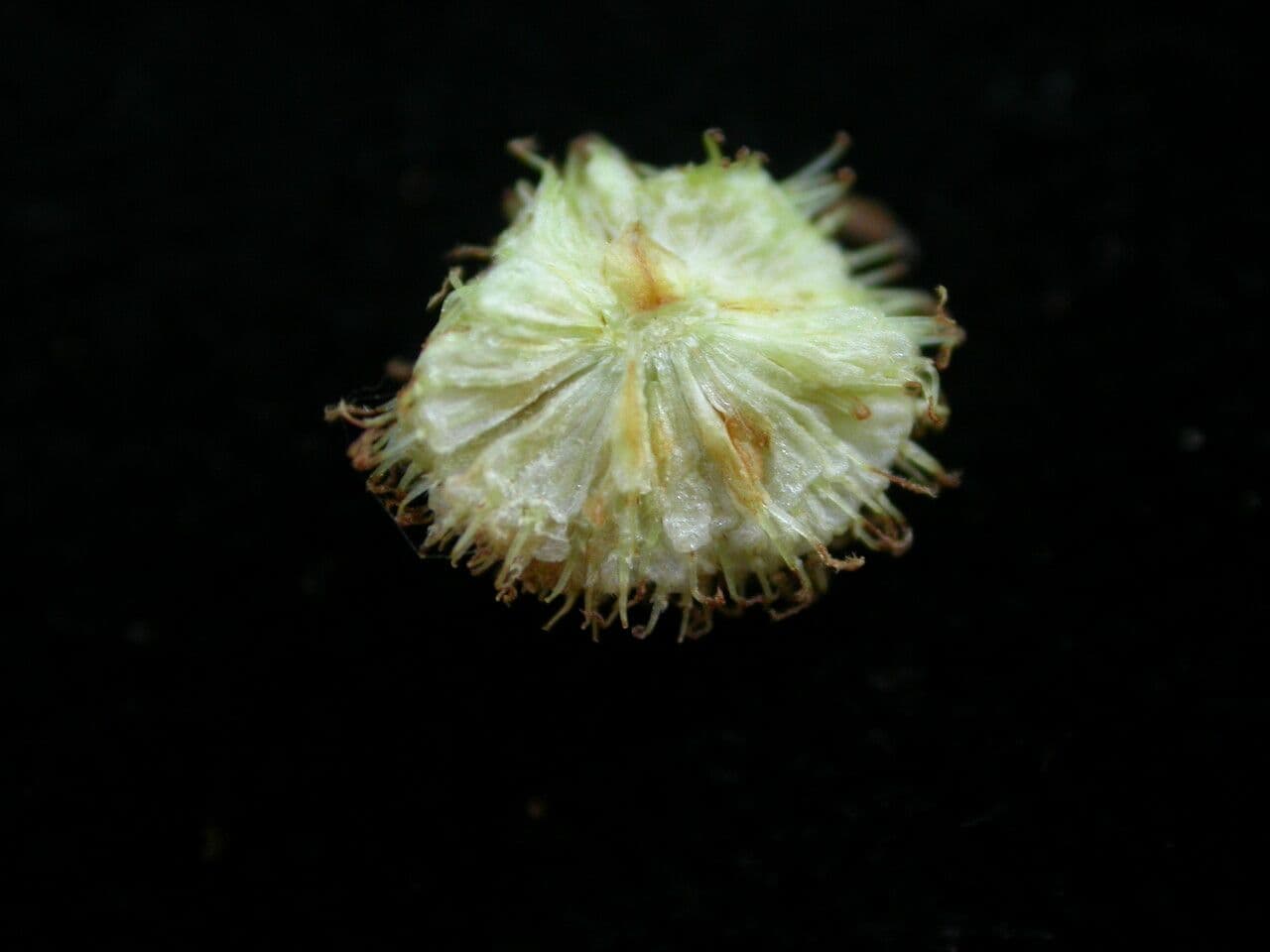 Schlanke Scheinnessel 5