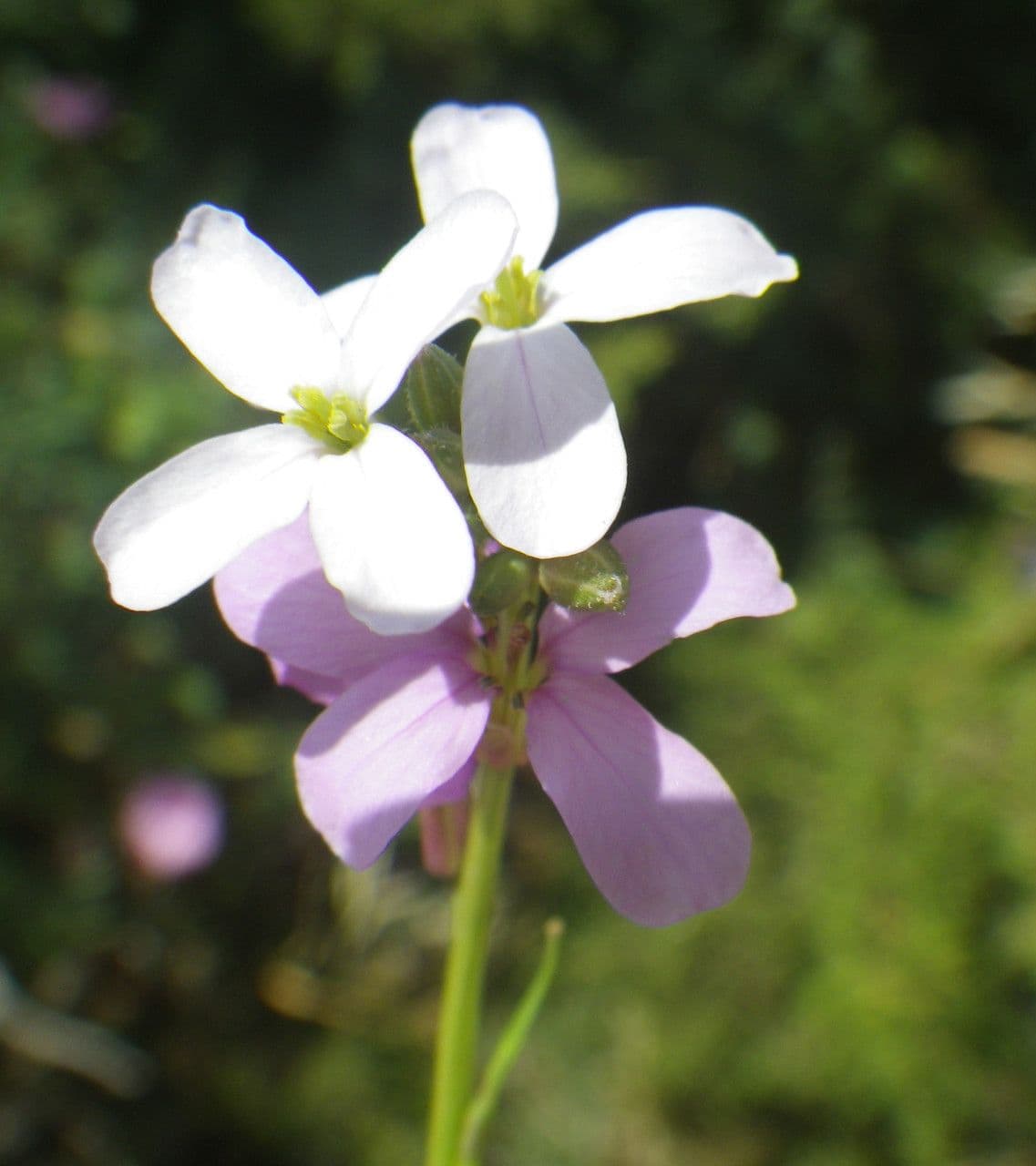 Erucaria 6
