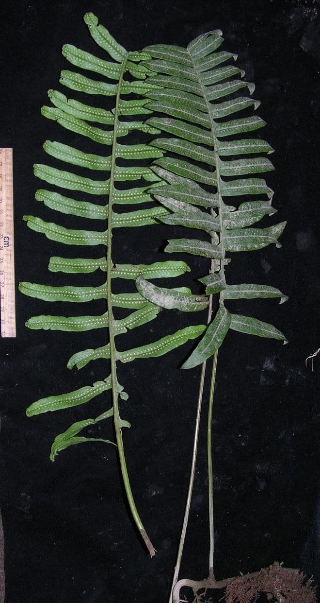 Serpocaulon 7