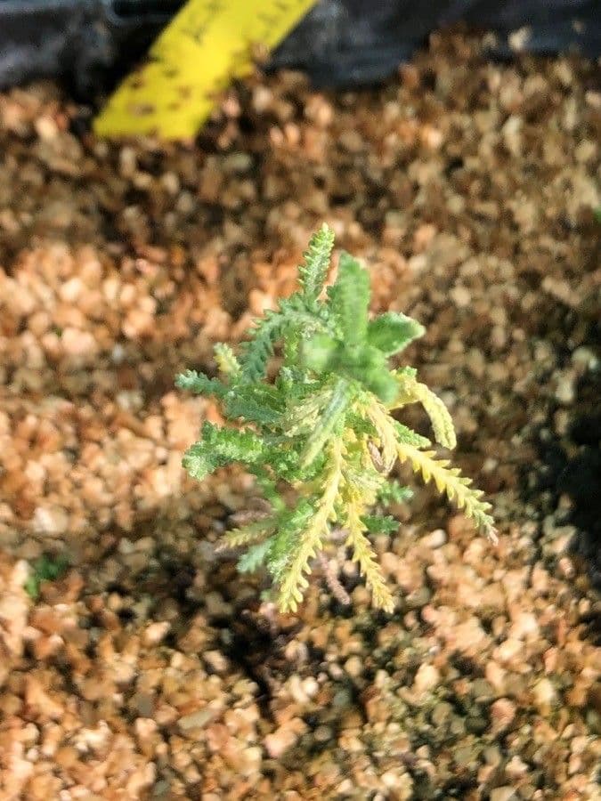 Achillea