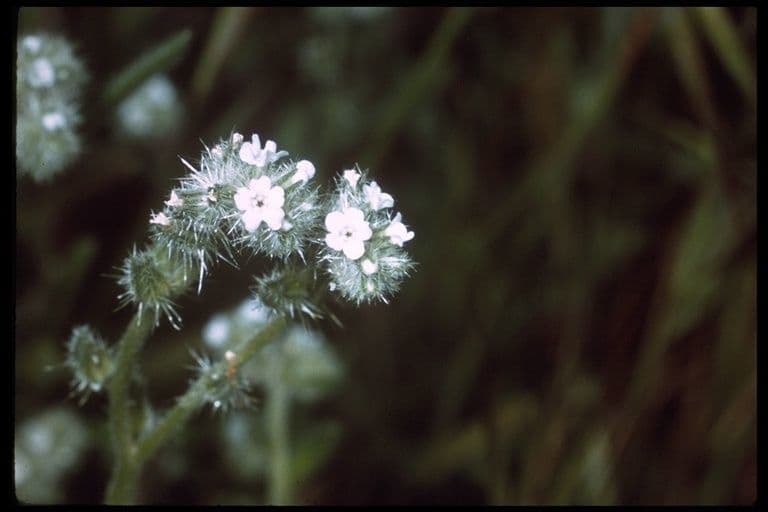 Cryptantha