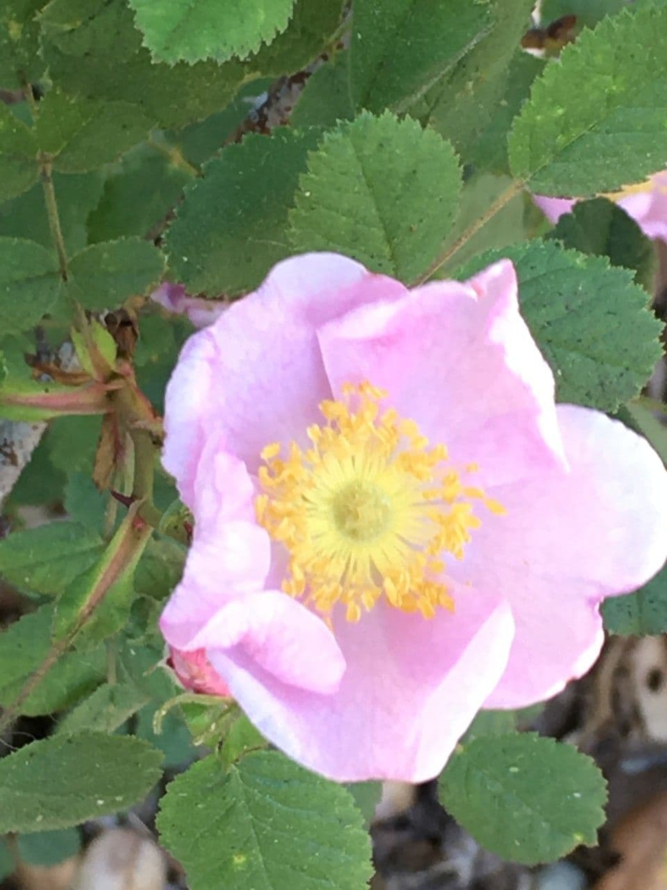 Rosa californiana 2