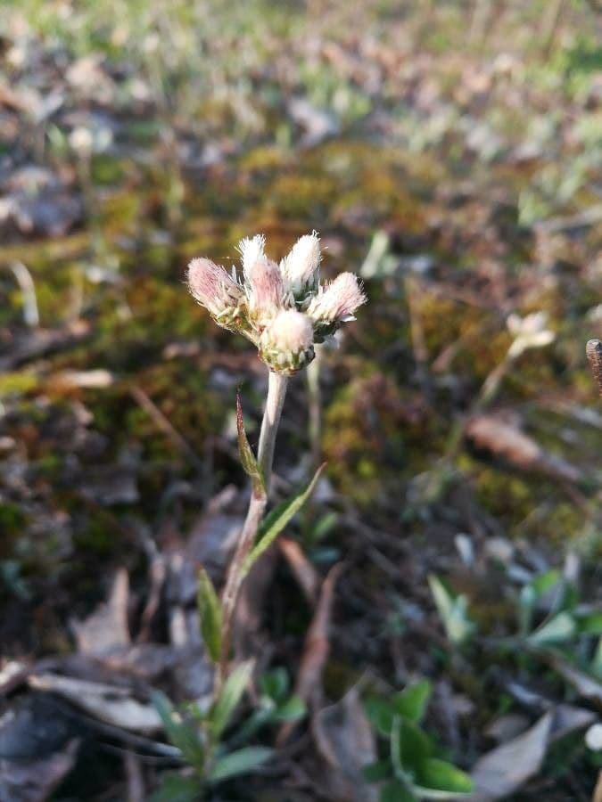Antennaria alpina 4