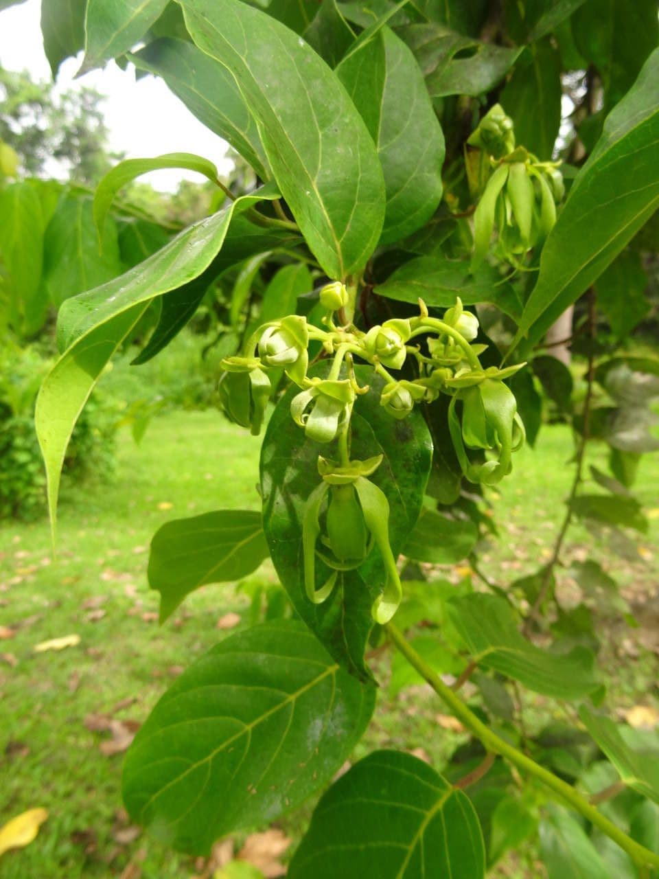 Ylang-ylang