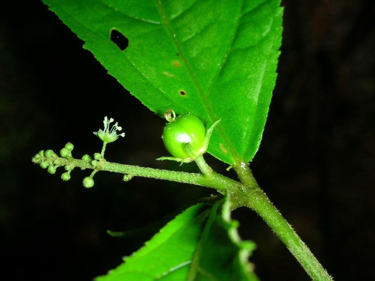 Croton 9
