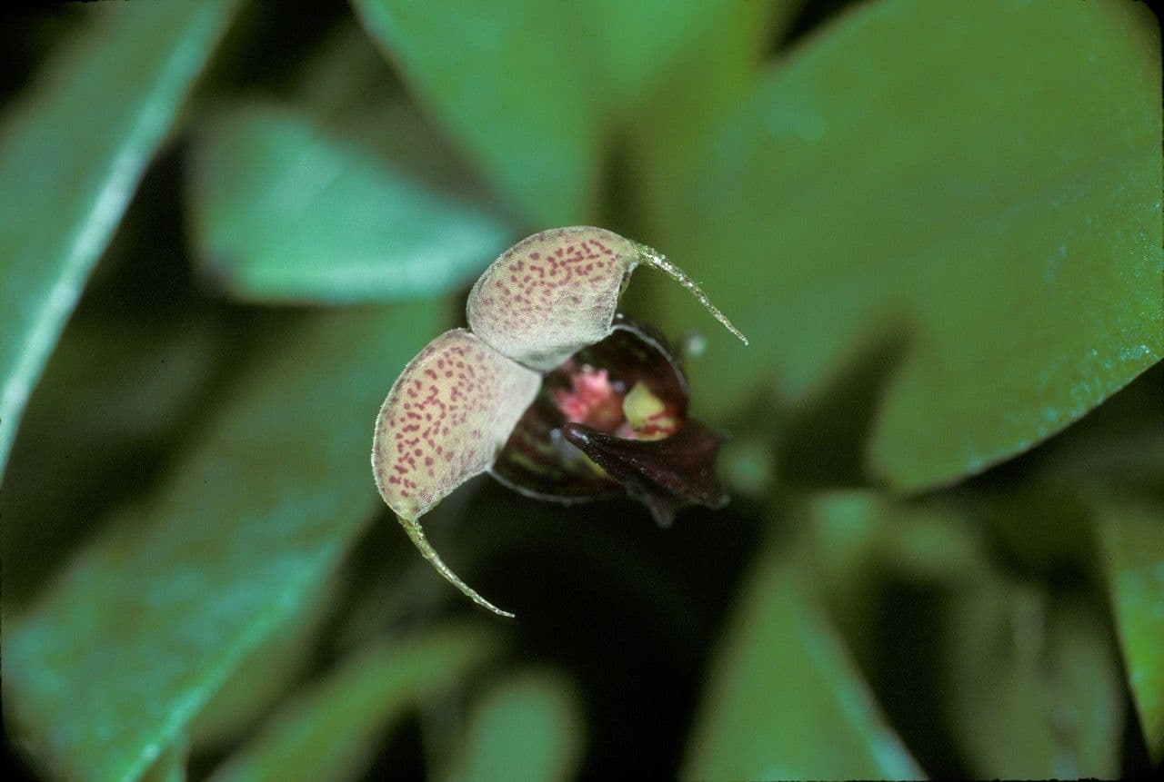 Scaphosepalum 3
