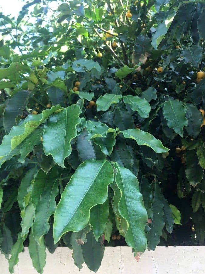 Garcinia brasiliana 6