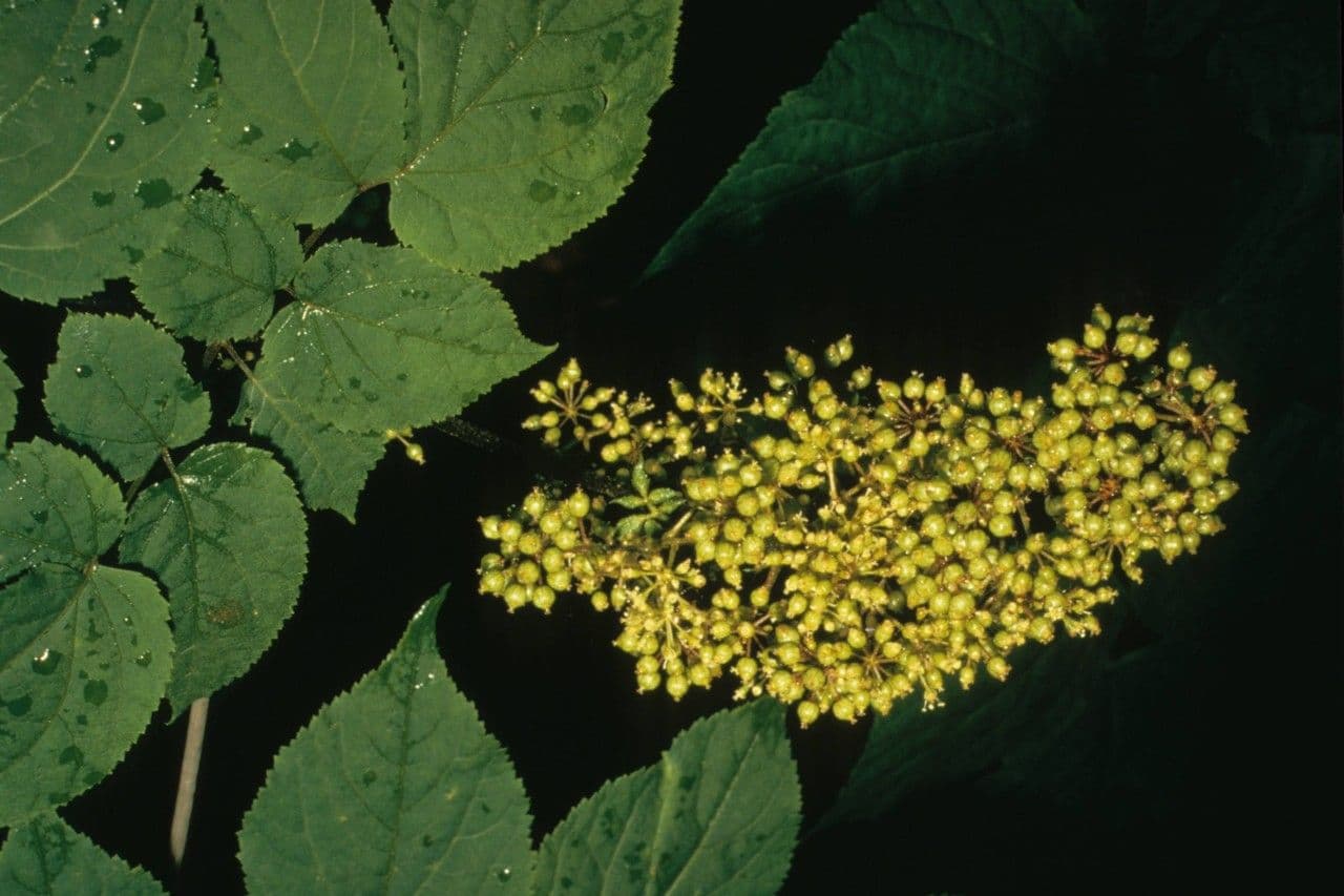 Aralia 7
