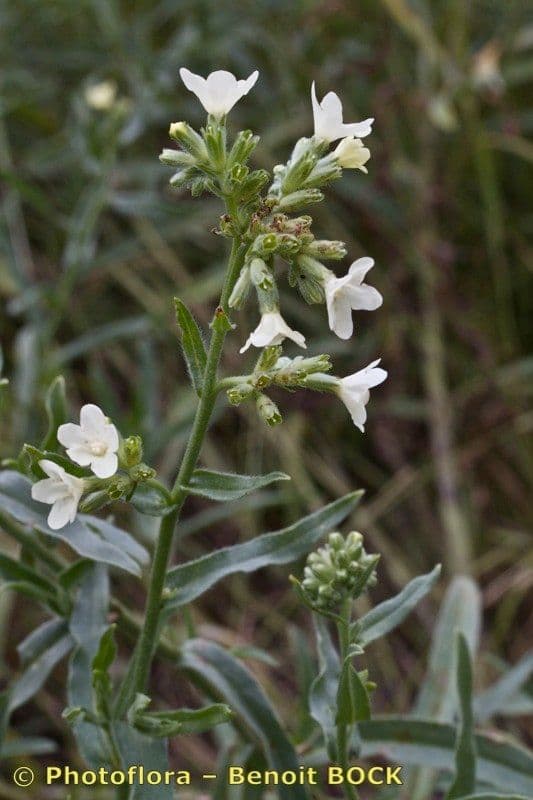 Buglosse ocre 15