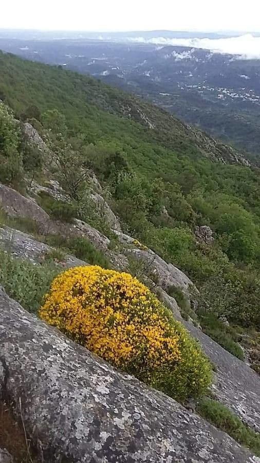 Gorse