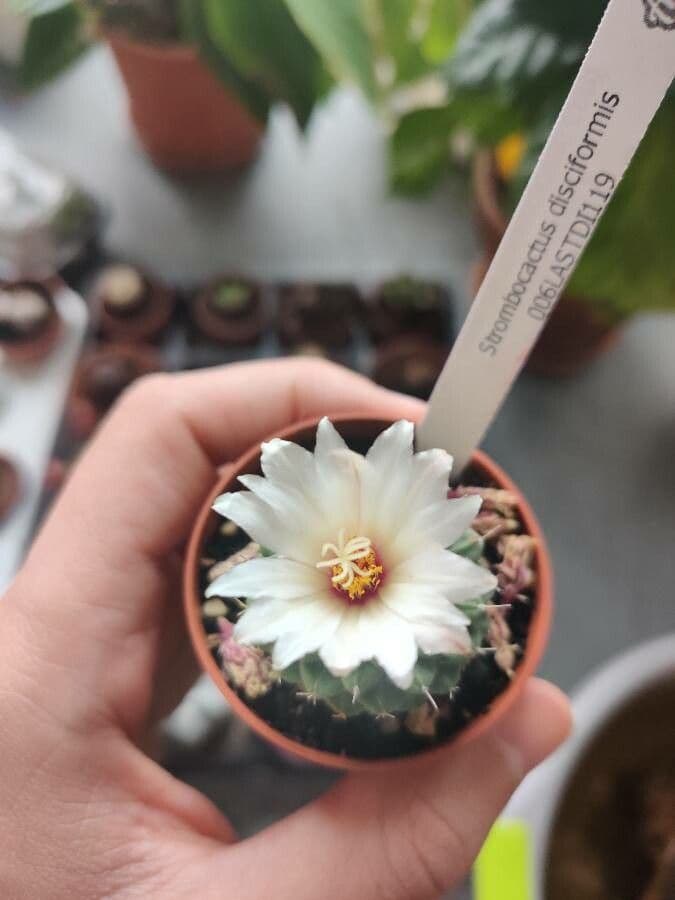 Strombocactus 3