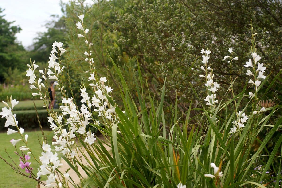Watsonia 10