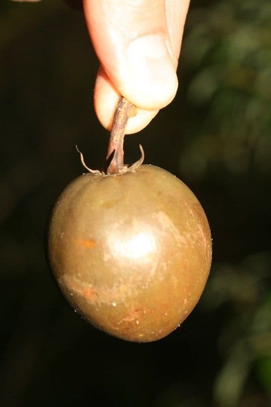 Mimusops balata 2
