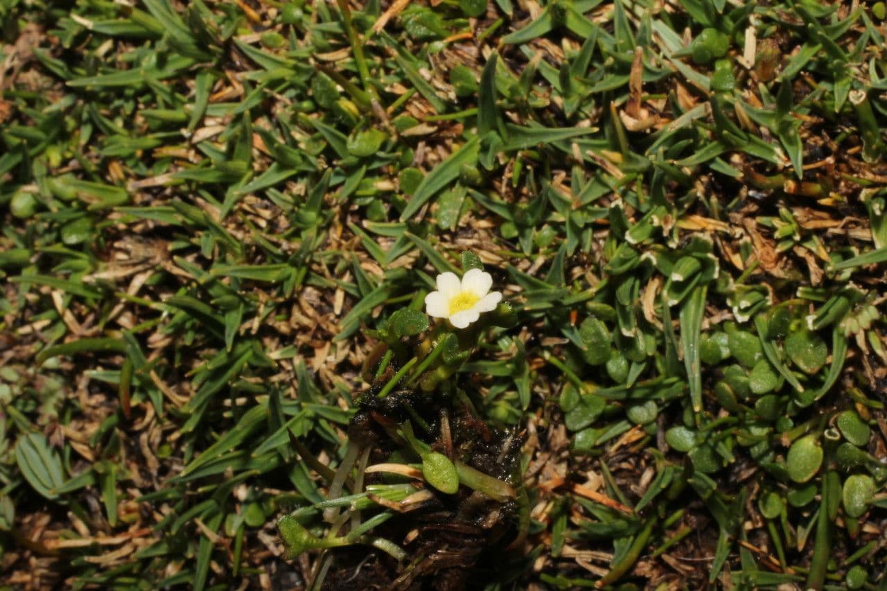 Ourisia 8