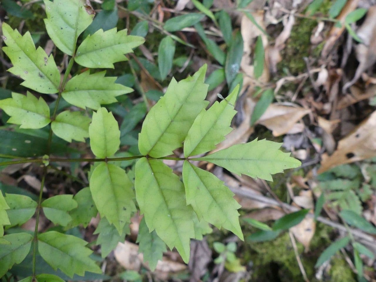 Pterophylla