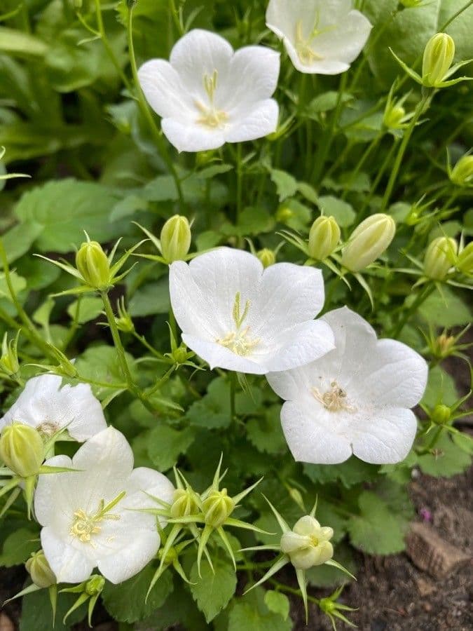 Campanula dei Carpazi 19