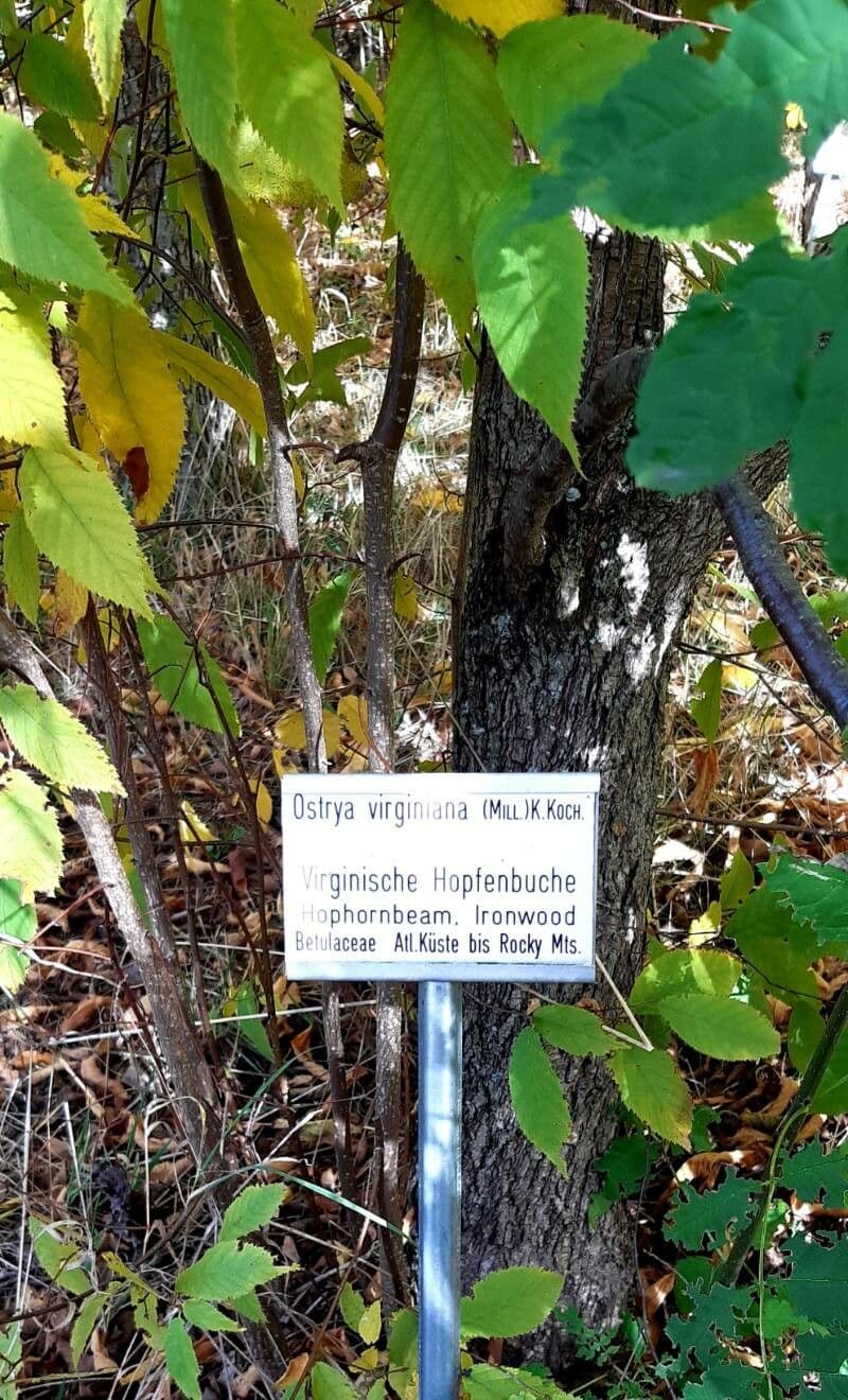 Habrovec virginský 16