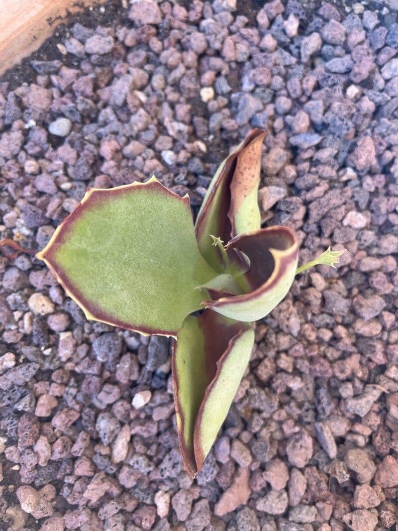 Kalanchoe 5
