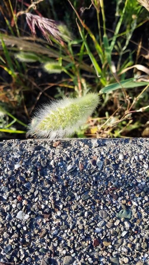 Bürstengras 8