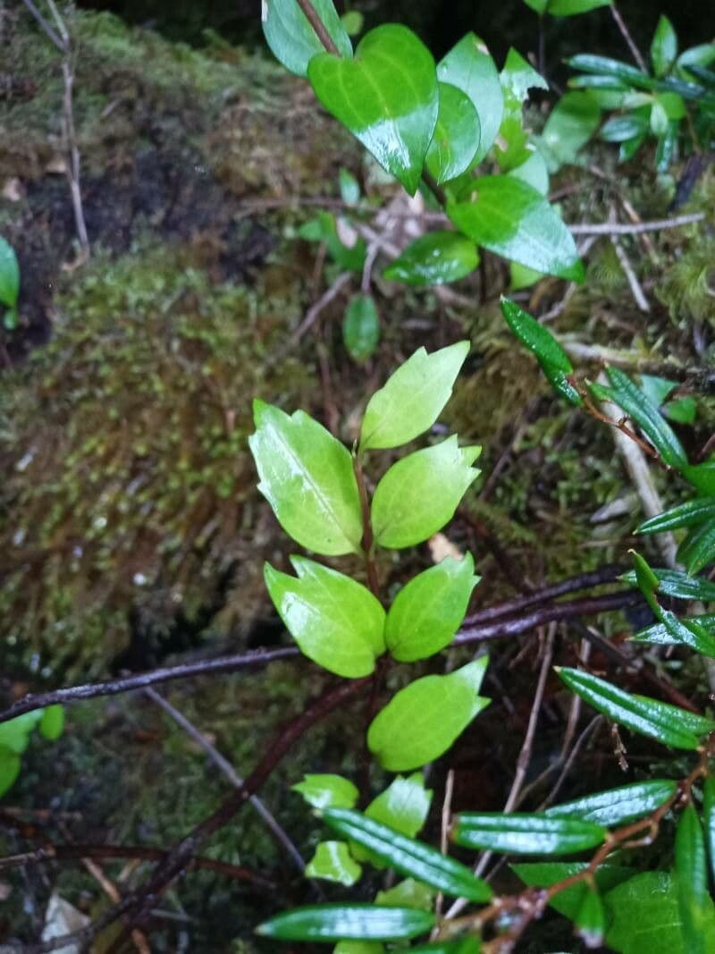 Griselinia 16