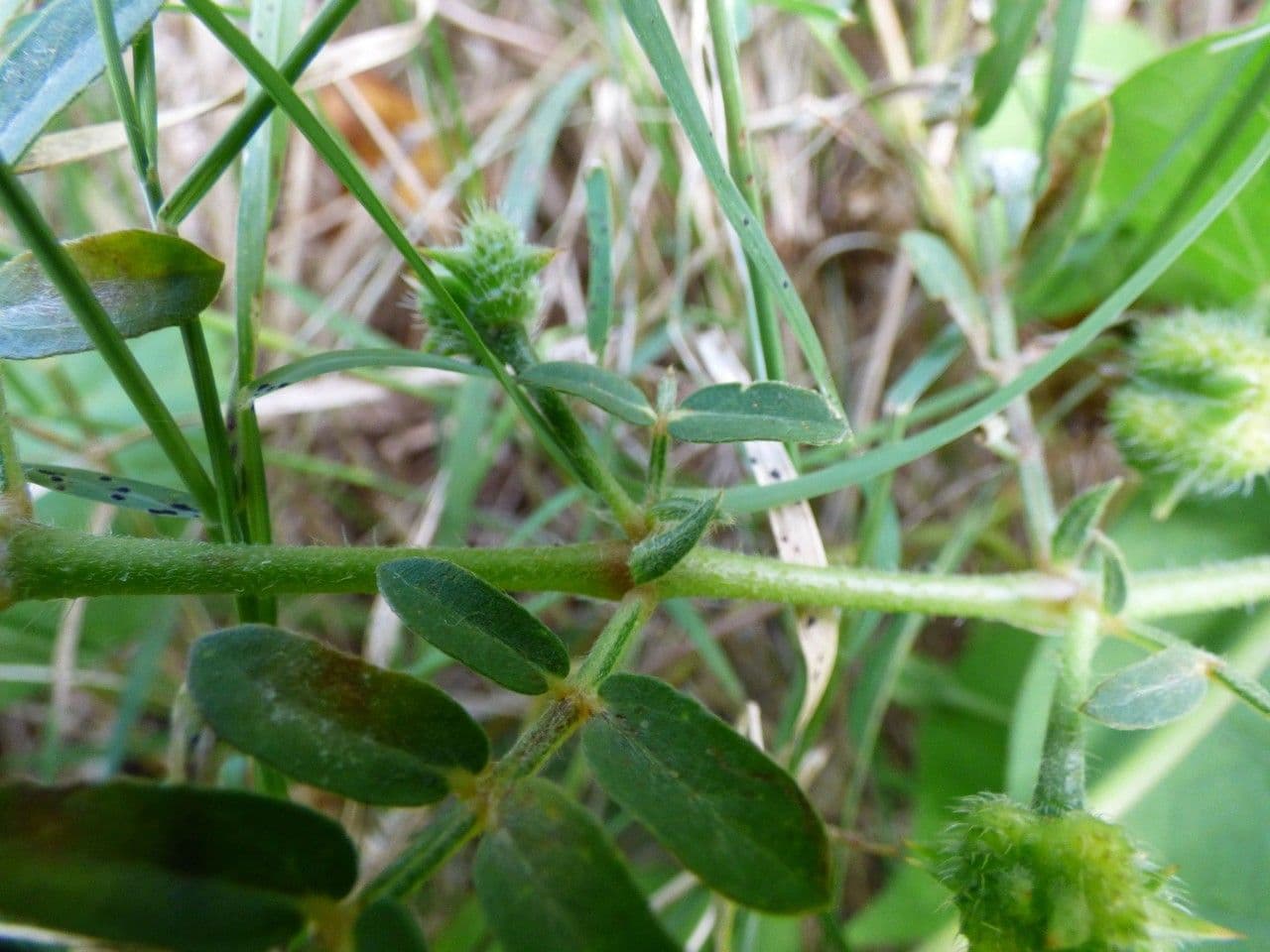 Tribolo cistoide 23