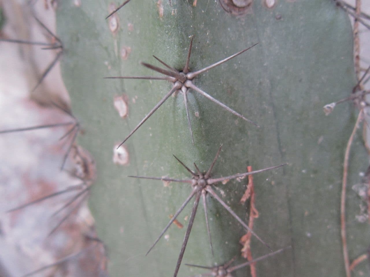 Stenocereus 9