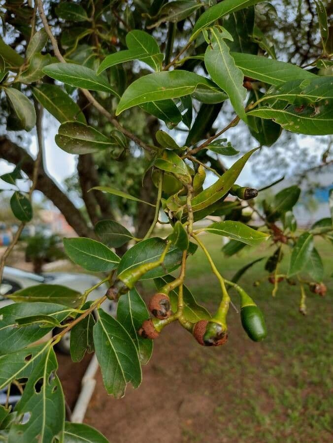Ocotea 2