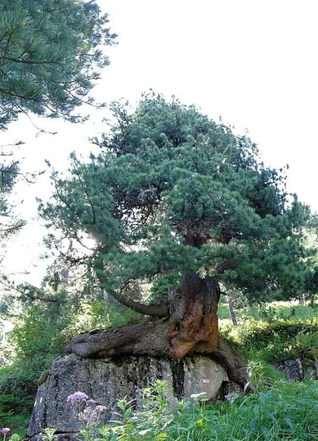 Borovice limba 21