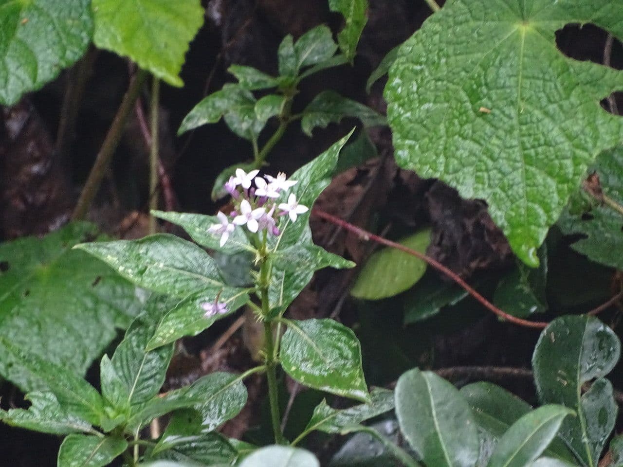 Sankt-Jonas-Blume 2