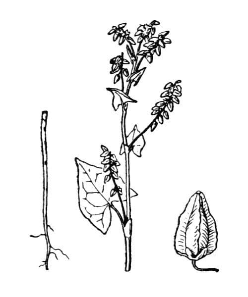 Grünkorn 21
