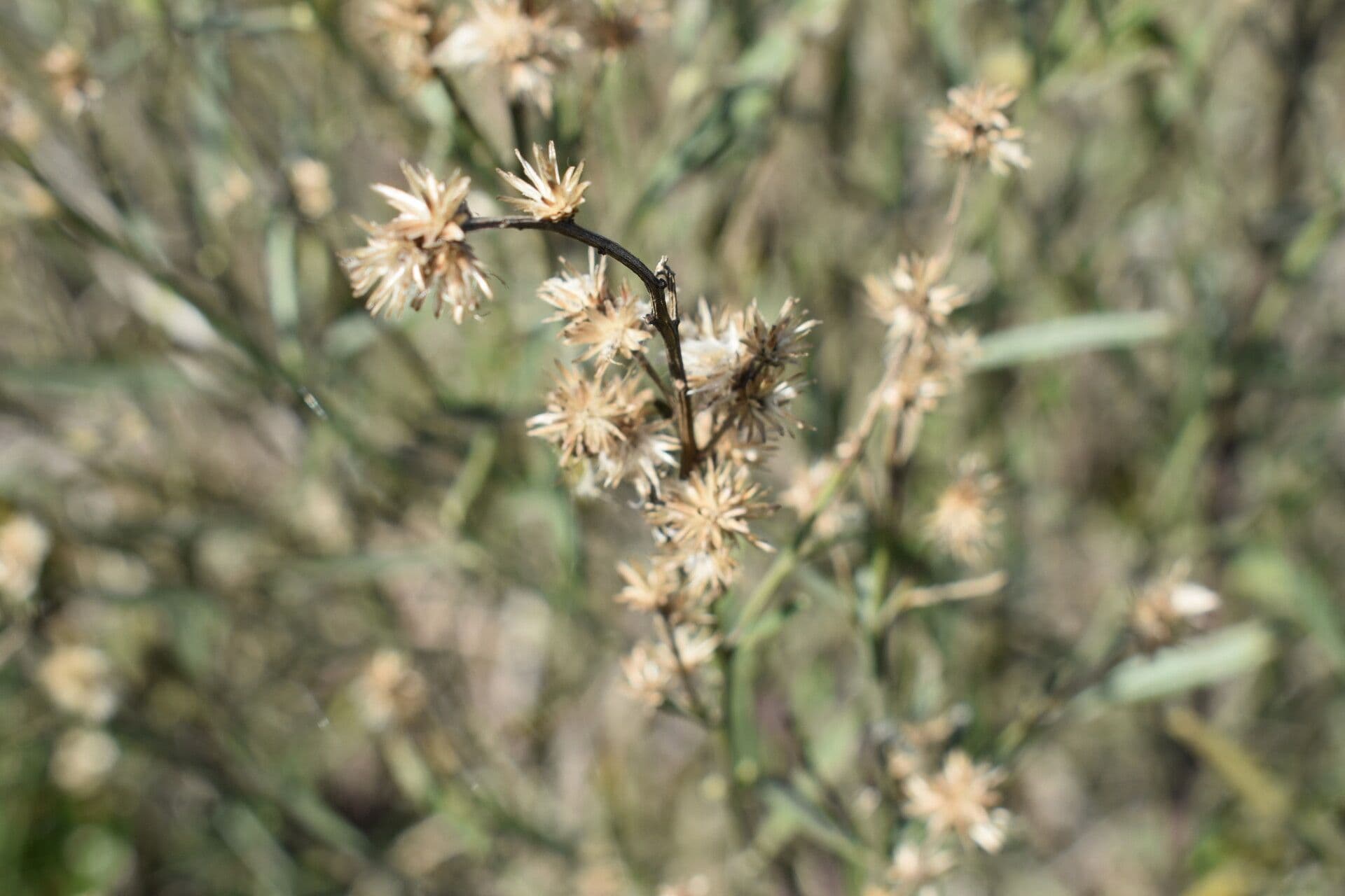 Baccharis 4