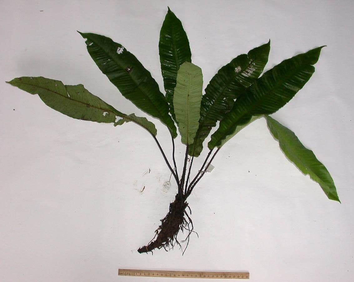 Thelypteris 6