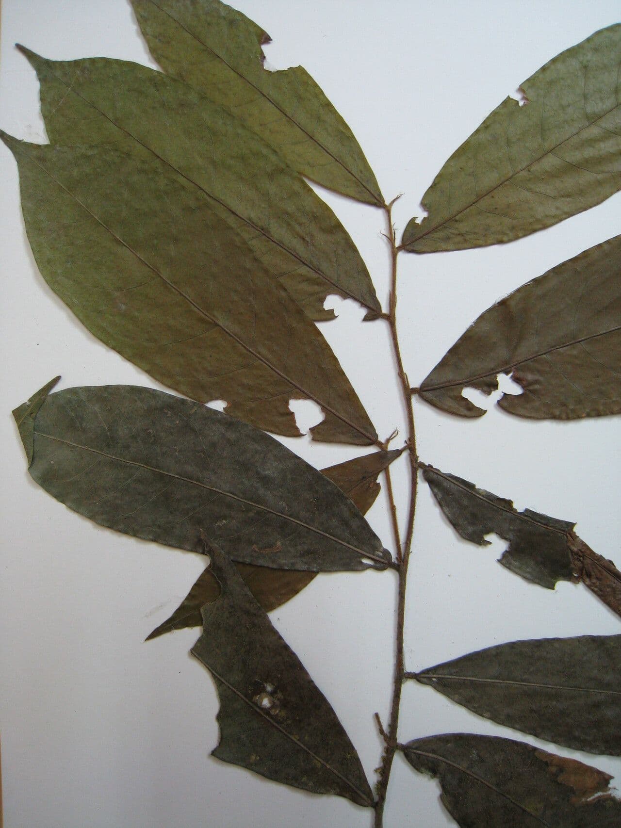 Hirtella di Araguari 3