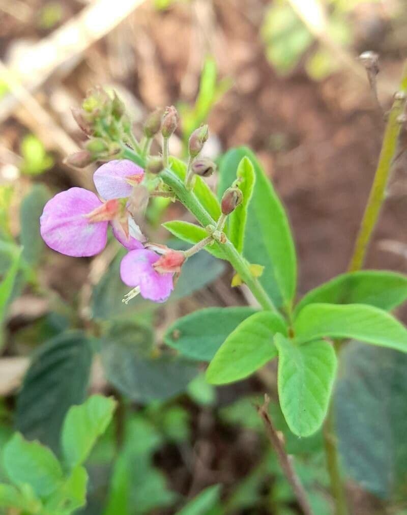 Desmodium cuneatum