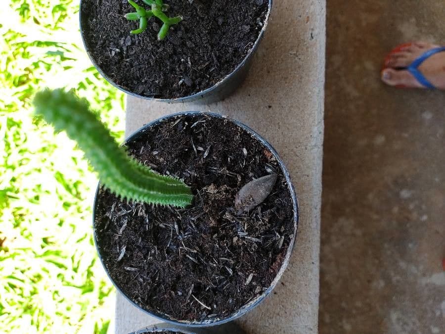Tavaresia 3