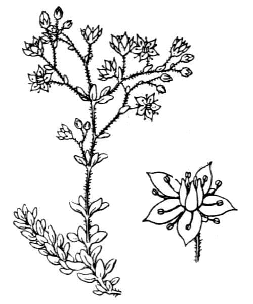 Sedum 19