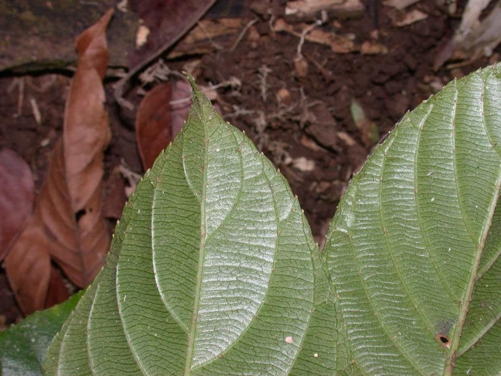 Saurauia 12