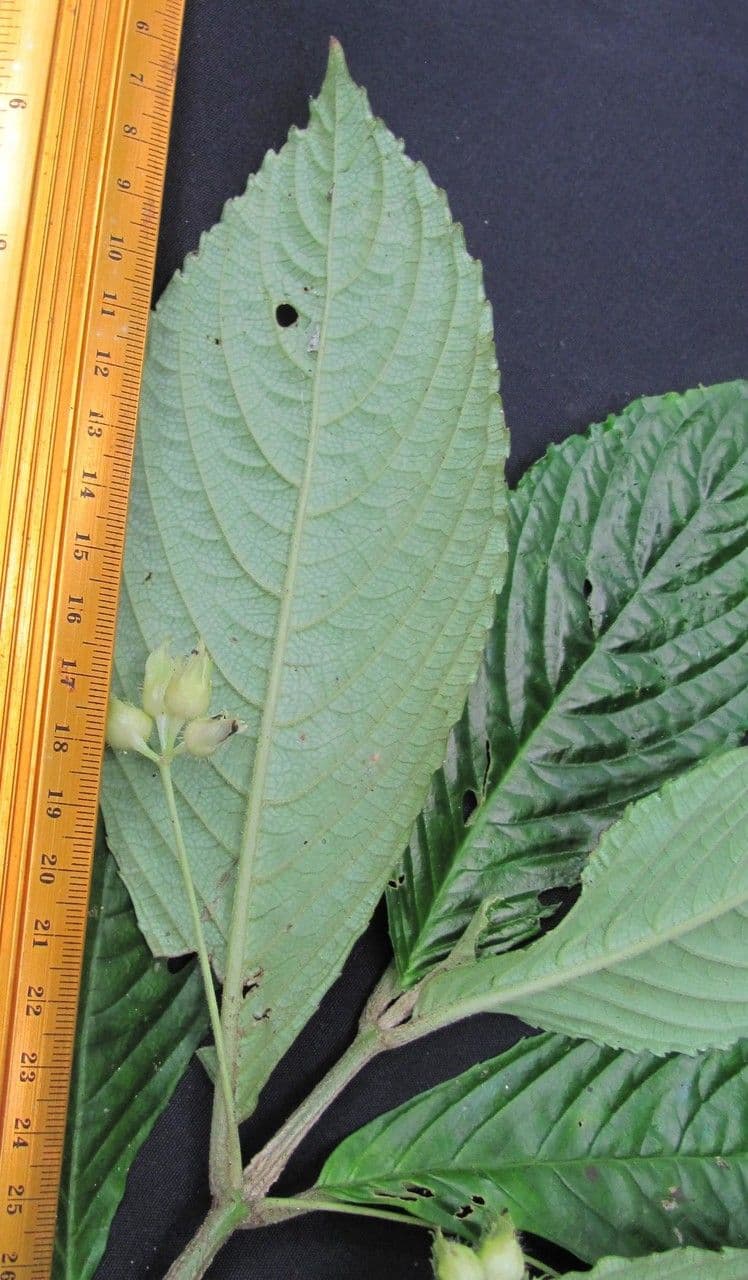 Gasteranthus 13