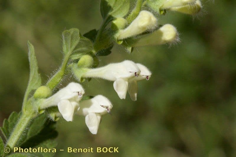 Scutellaria 6