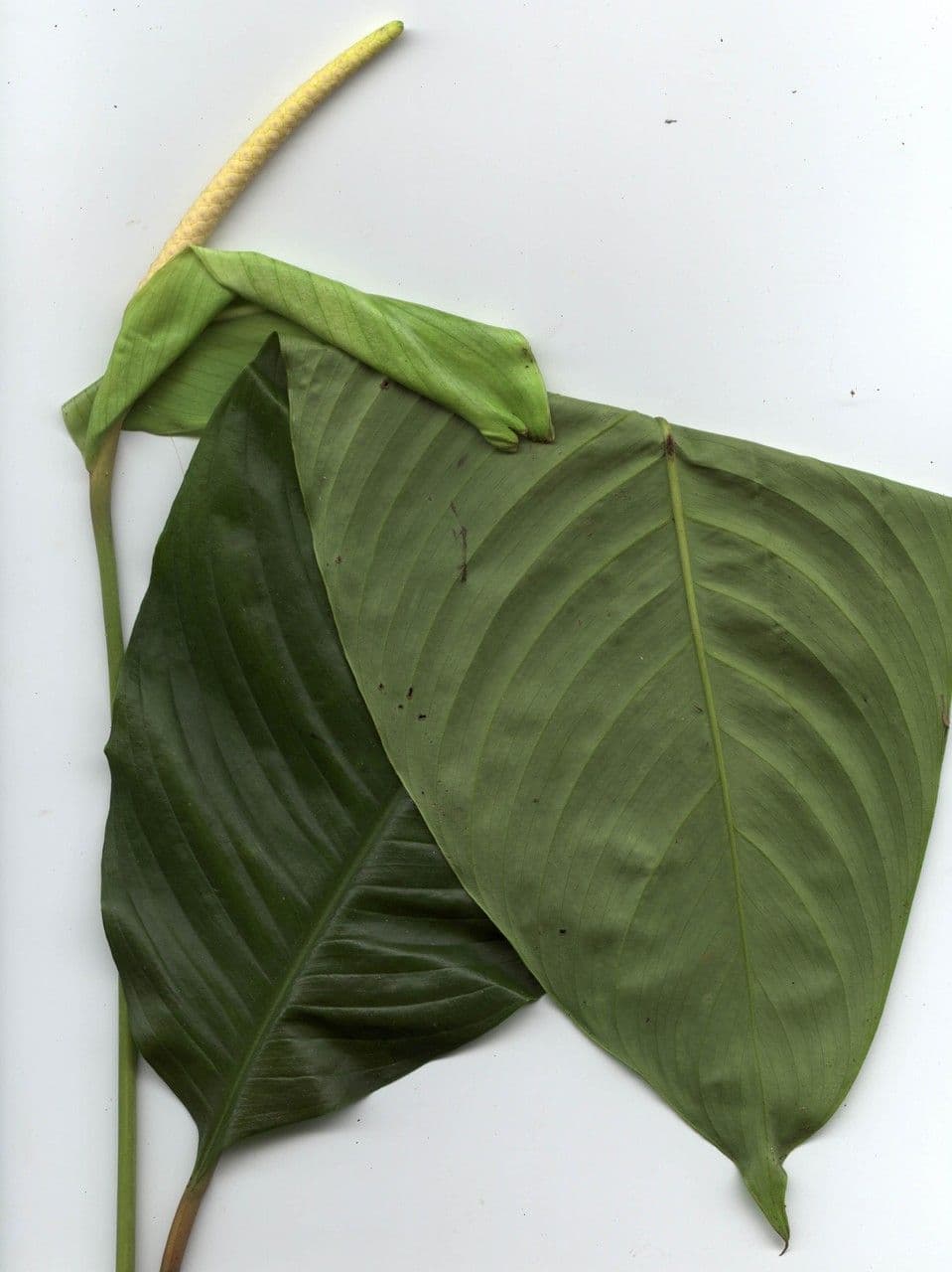 Zamiokulkas gładki 6