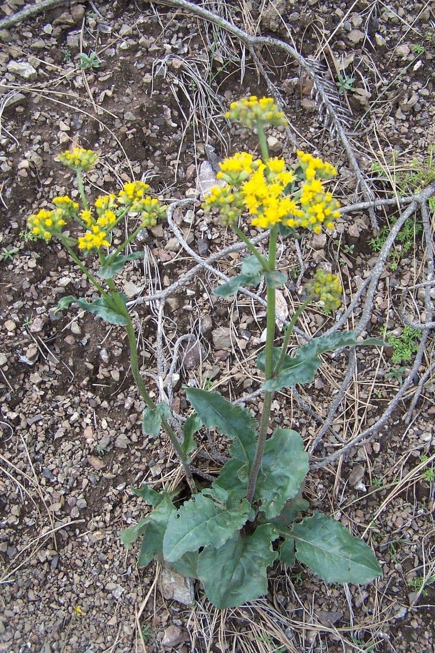 Senecio aronico 6
